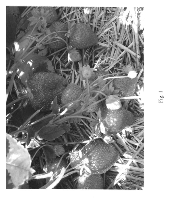 Figure 1 of US plant patent PP23246, the photograph of MALWINA printed in the patent.