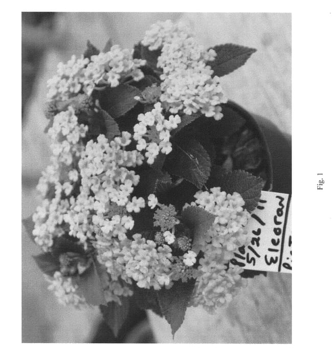 Figure 1 of US plant patent PP23247, the photograph of ELEORAN printed in the patent.