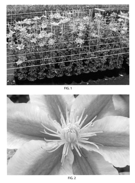 Figure 1 of US plant patent PP23248, the photograph of Zoang printed in the patent.