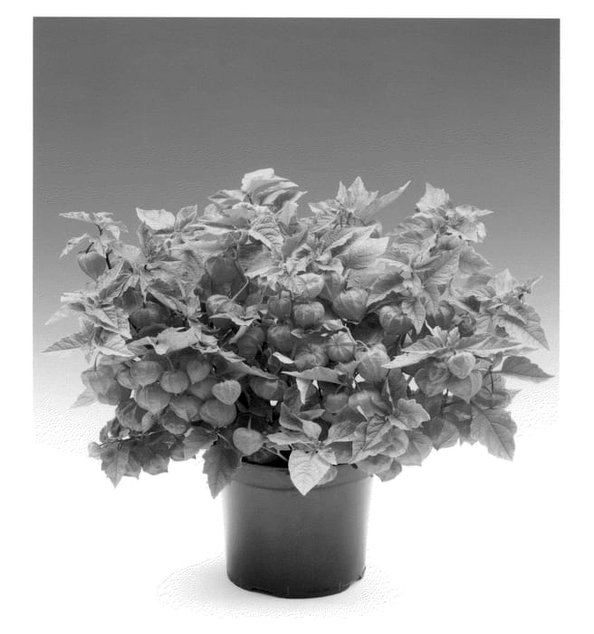 Figure 1 of US plant patent PP23249, the photograph of Queen printed in the patent.