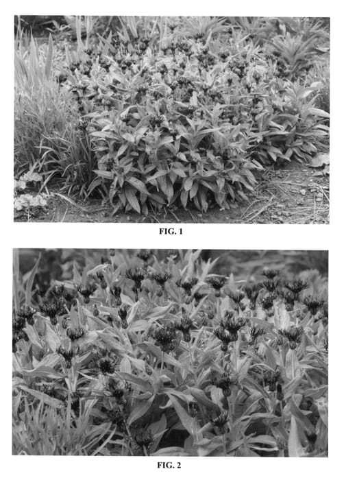 Figure 1 of US plant patent PP23250, the photograph of Black Sprite printed in the patent.