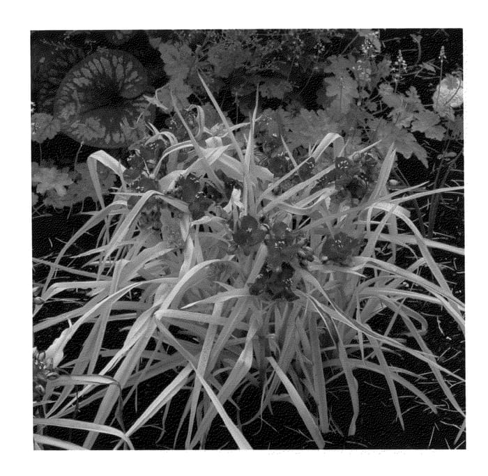 Figure 1 of US plant patent PP23251, the photograph of Regal Charm printed in the patent.