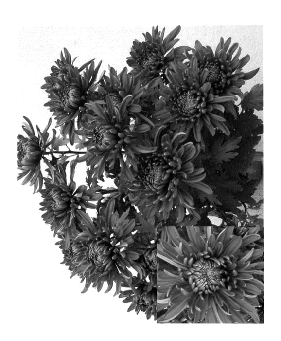 Figure 1 of US plant patent PP23252, the photograph of CIDZ0007 printed in the patent.