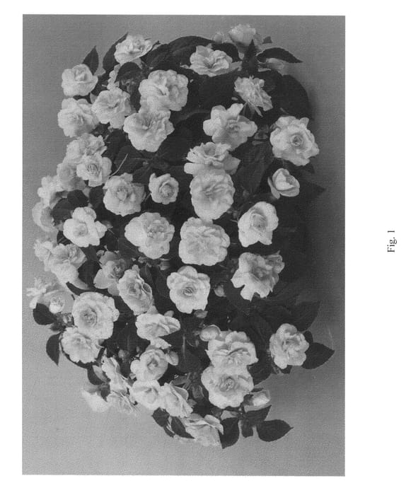 Figure 1 of US plant patent PP23253, the photograph of DANMU77 printed in the patent.