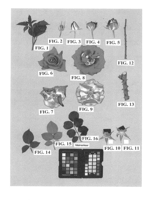 Figure 1 of US plant patent PP23254, the photograph of Meimonkeur printed in the patent.