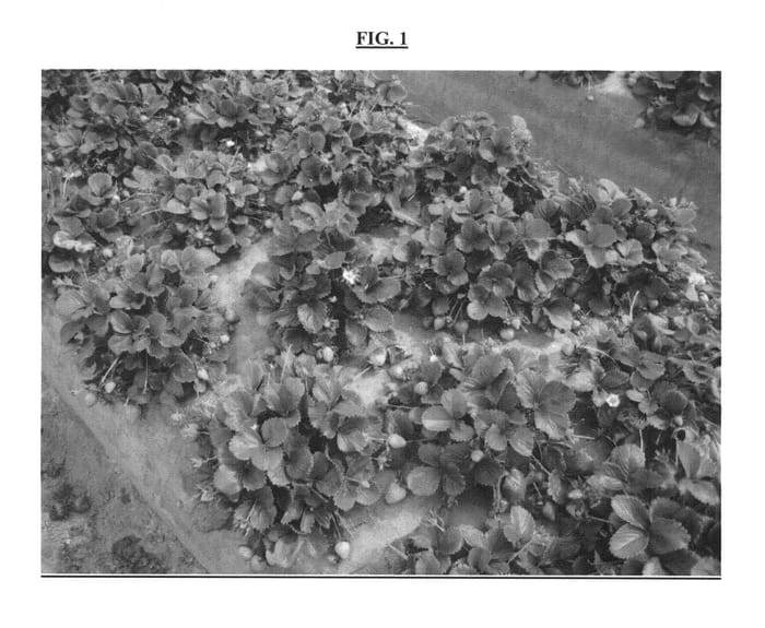 Figure 1 of US plant patent PP23255, the photograph of BG-4316 printed in the patent.