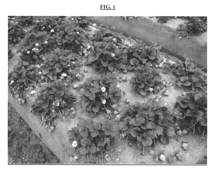 Figure 1 of US plant patent PP23256, the photograph of BG-3.324 printed in the patent.