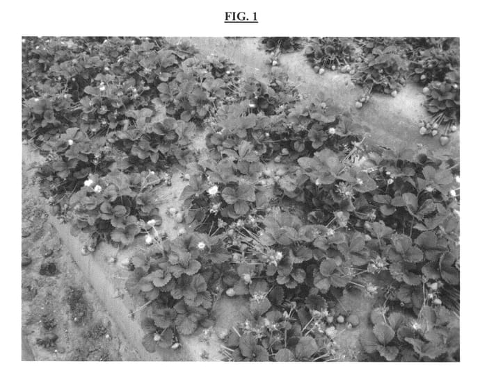 Figure 1 of US plant patent PP23257, the photograph of BG-4315 printed in the patent.