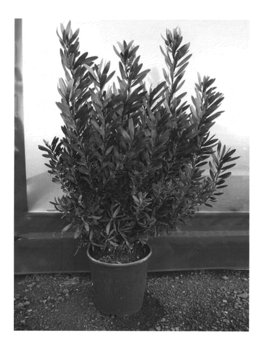 Figure 1 of US plant patent PP23258, the photograph of Ebony printed in the patent.