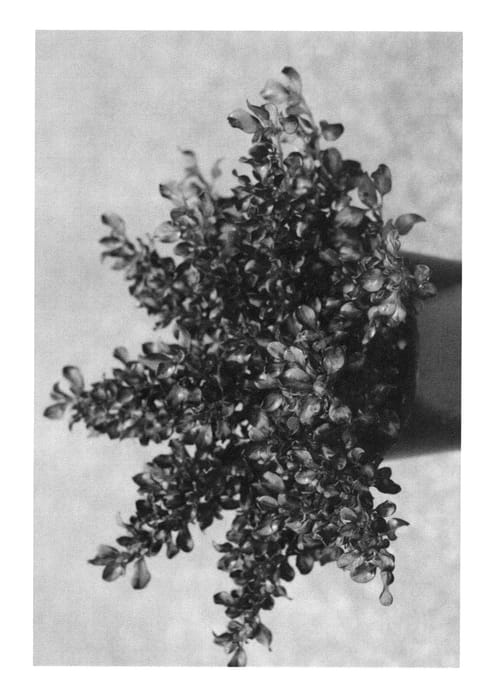 Figure 1 of US plant patent PP23259, the photograph of Midnight Martini printed in the patent.