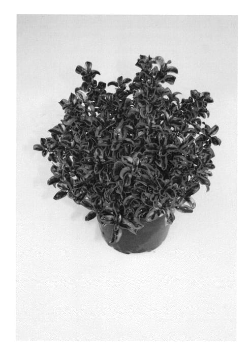 Figure 1 of US plant patent PP23260, the photograph of Inferno printed in the patent.