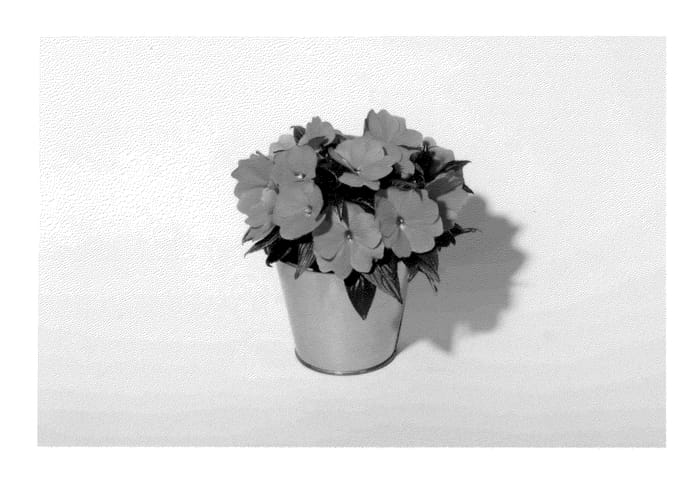 Figure 1 of US plant patent PP23261, the photograph of KLENI10128 printed in the patent.