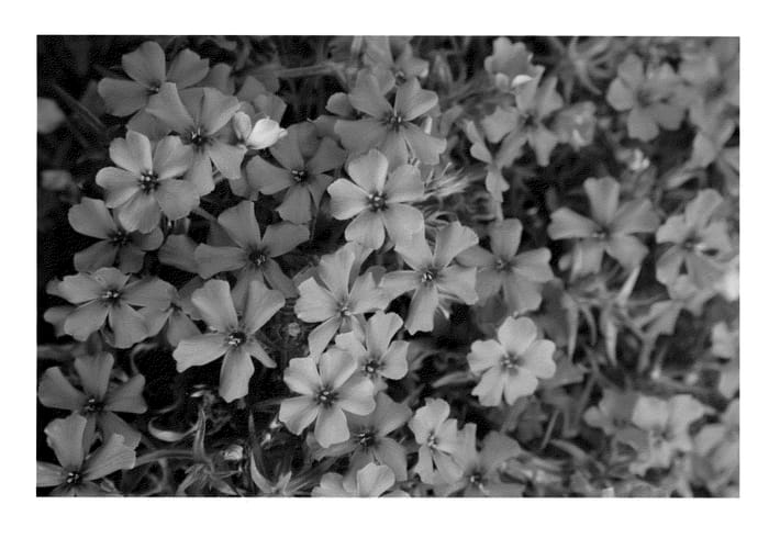 Figure 1 of US plant patent PP23262, the photograph of Barseventyone printed in the patent.
