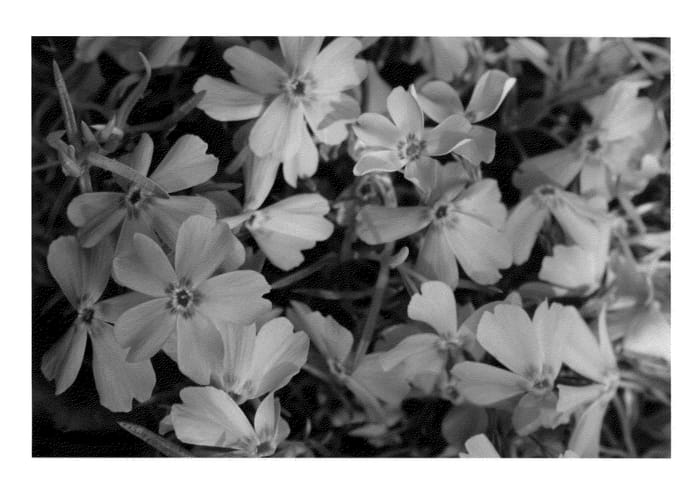 Figure 1 of US plant patent PP23263, the photograph of Barseventy printed in the patent.