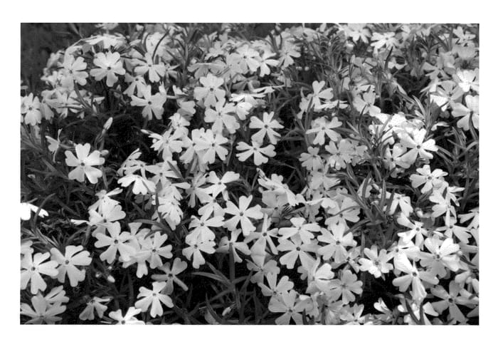 Figure 1 of US plant patent PP23264, the photograph of Barseventytwo printed in the patent.