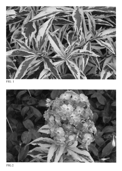 Figure 1 of US plant patent PP23265, the photograph of Shockwave printed in the patent.
