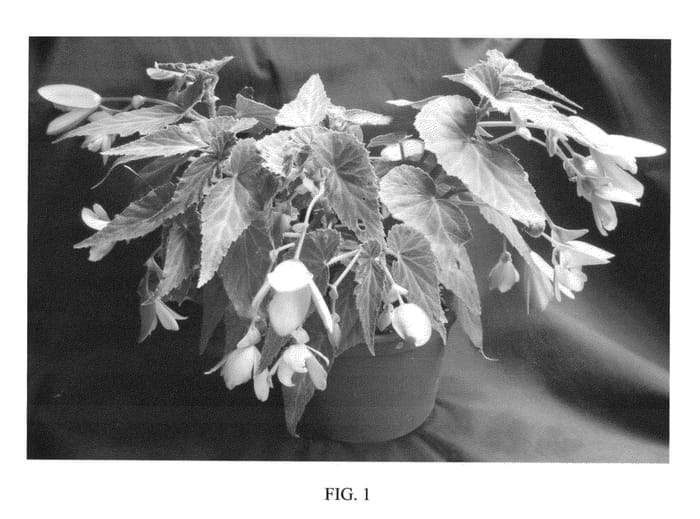 Figure 1 of US plant patent PP23266, the photograph of YASPRINK printed in the patent.