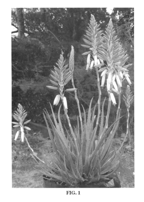 Figure 1 of US plant patent PP23267, the photograph of X5 printed in the patent.