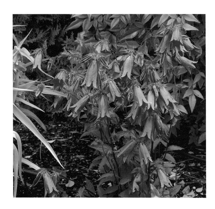 Figure 1 of US plant patent PP23268, the photograph of Summertime Jazz printed in the patent.