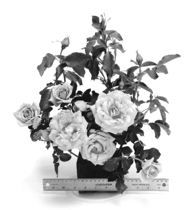Figure 1 of US plant patent PP23269, the photograph of WEKbijou printed in the patent.