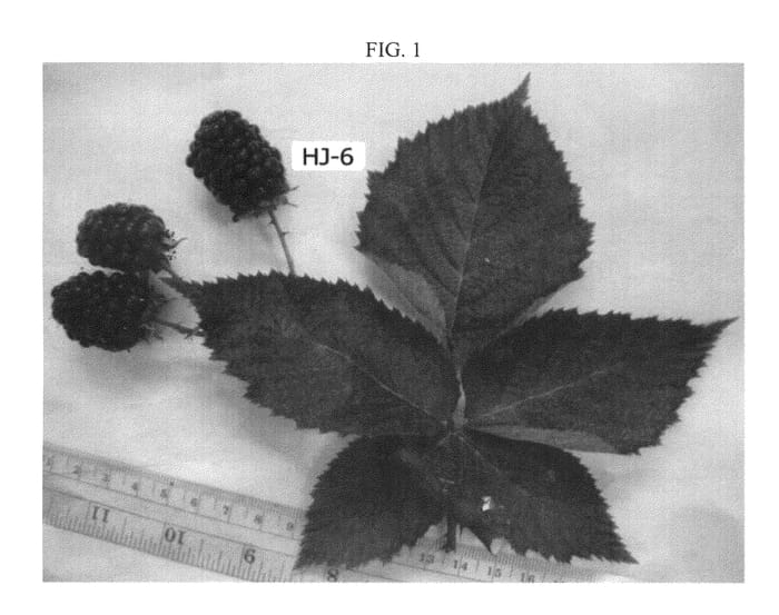 Figure 1 of US plant patent PP23270, the photograph of HJ-6 printed in the patent.