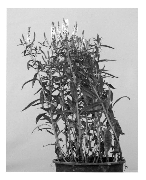 Figure 1 of US plant patent PP23271, the photograph of Alllady printed in the patent.