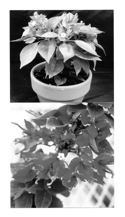 Figure 1 of US plant patent PP23272, the photograph of Koiro printed in the patent.
