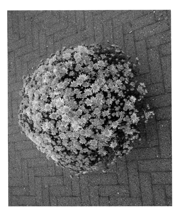 Figure 1 of US plant patent PP23273, the photograph of Bronze Pamplona Jogger printed in the patent.