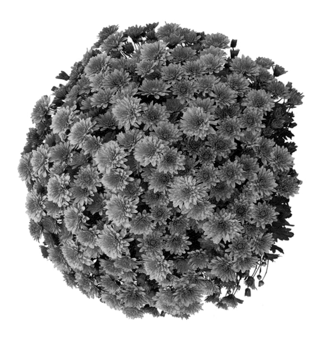 Figure 1 of US plant patent PP23274, the photograph of Nerola Orange printed in the patent.