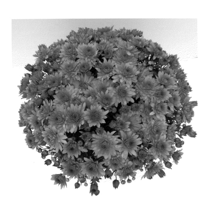 Figure 1 of US plant patent PP23275, the photograph of Mika Orange printed in the patent.
