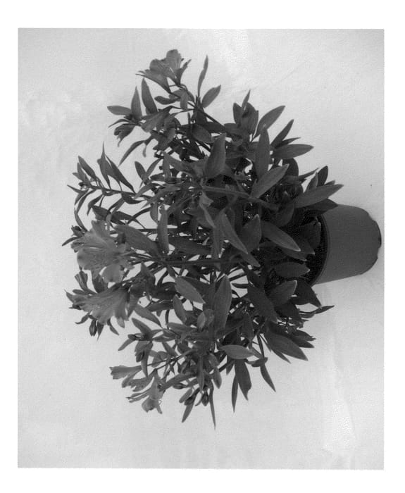 Figure 1 of US plant patent PP23276, the photograph of Koncamambo printed in the patent.
