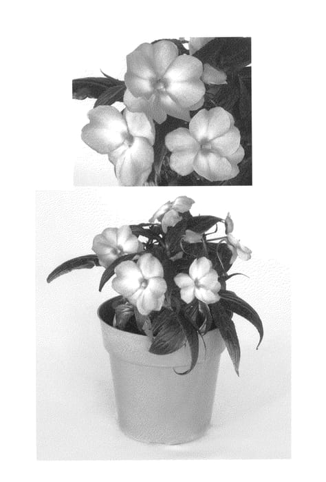 Figure 1 of US plant patent PP23277, the photograph of Vinfsalbis printed in the patent.