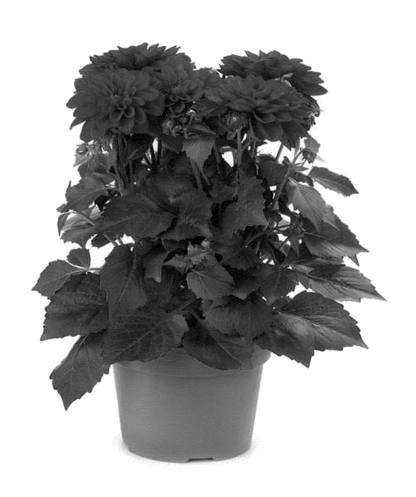 Figure 1 of US plant patent PP23278, the photograph of Bkdapr printed in the patent.