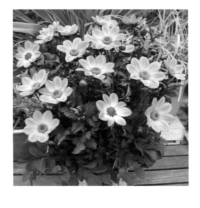 Figure 1 of US plant patent PP23279, the photograph of HDPI117 printed in the patent.