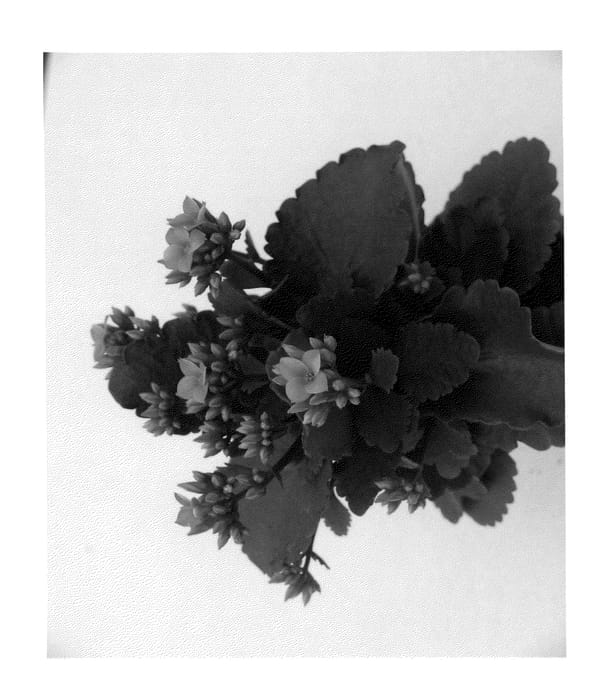Figure 1 of US plant patent PP23280, the photograph of Justine printed in the patent.