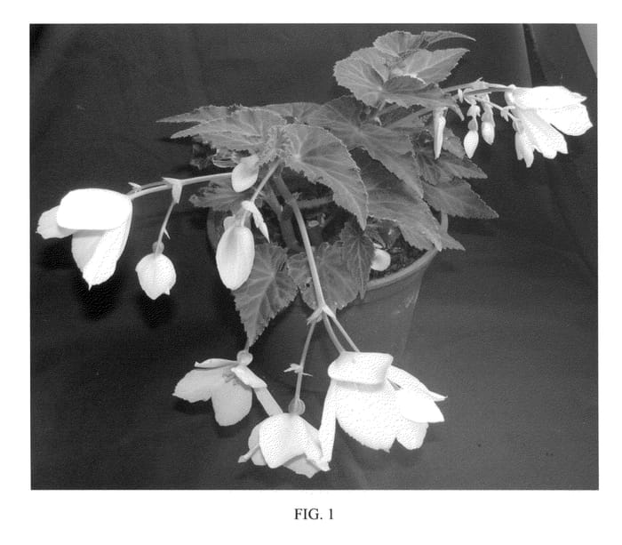 Figure 1 of US plant patent PP23281, the photograph of YASPWHIT printed in the patent.
