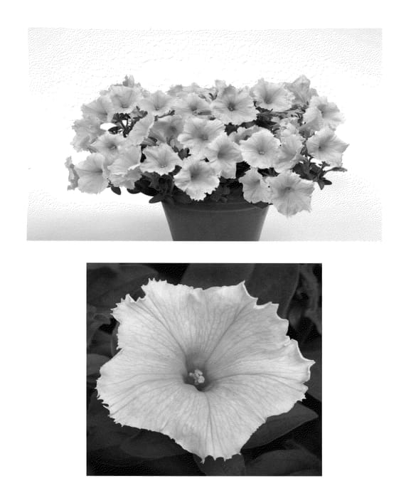 Figure 1 of US plant patent PP23282, the photograph of Pactoyel printed in the patent.