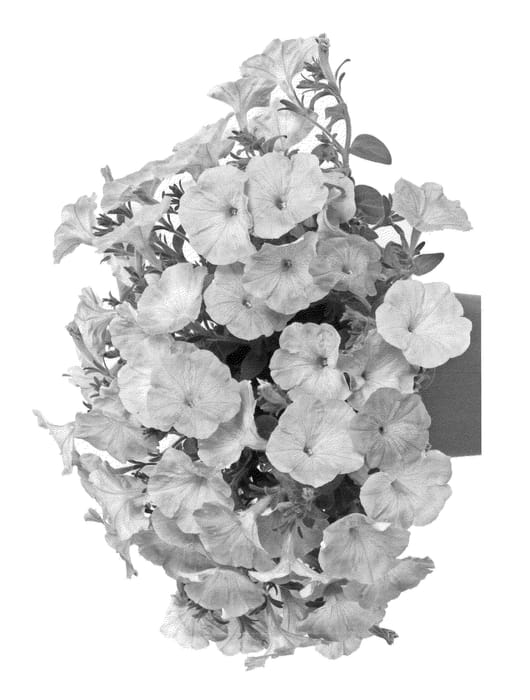 Figure 1 of US plant patent PP23283, the photograph of FIPETROBICO printed in the patent.