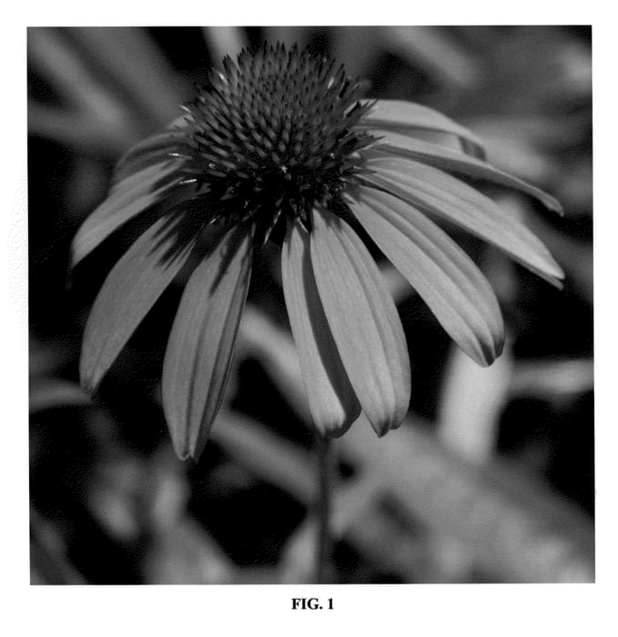 Figure 1 of US plant patent PP23284, the photograph of B's Knees printed in the patent.