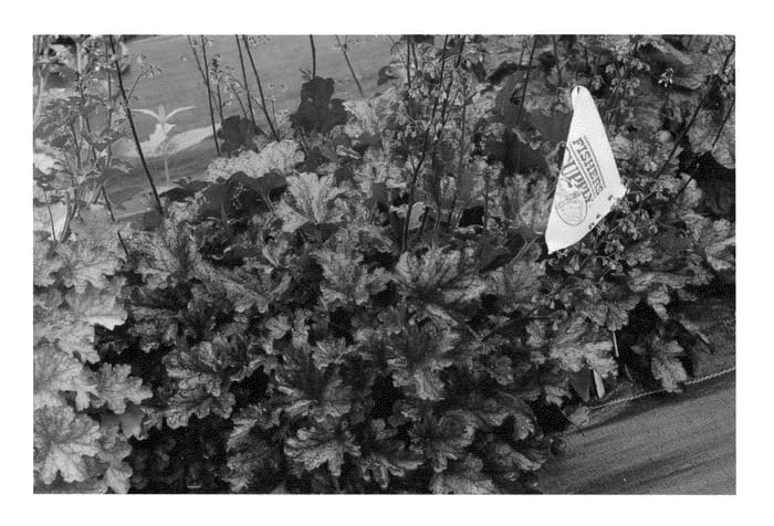 Figure 1 of US plant patent PP23285, the photograph of Berry Marmalade printed in the patent.