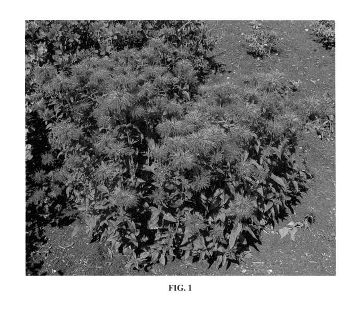 Figure 1 of US plant patent PP23286, the photograph of Fire Marshall printed in the patent.