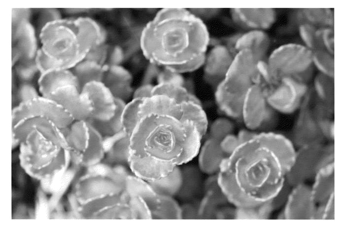 Figure 1 of US plant patent PP23287, the photograph of Nonogo printed in the patent.