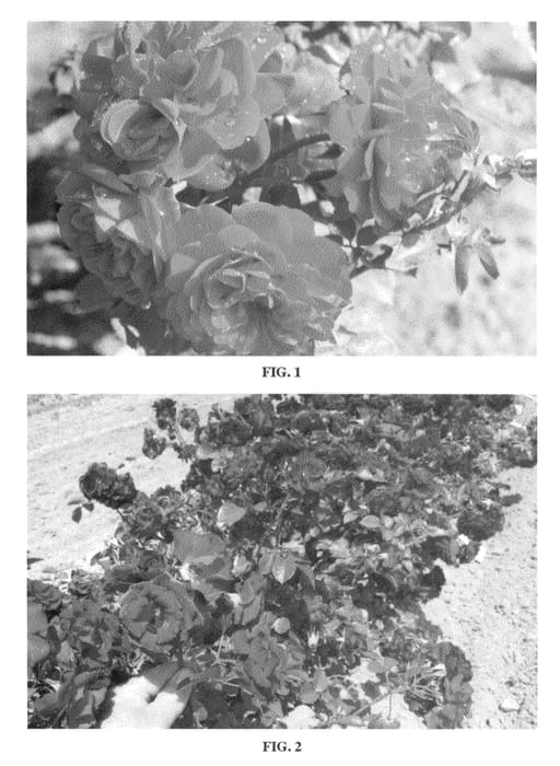 Figure 1 of US plant patent PP23288, the photograph of Navy Lady printed in the patent.