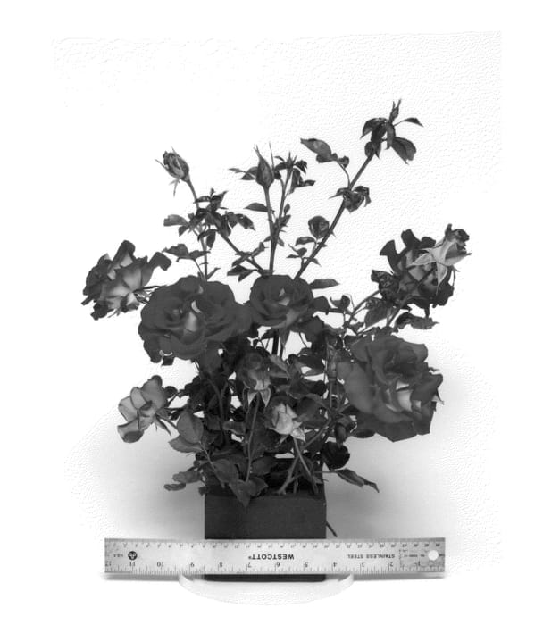 Figure 1 of US plant patent PP23289, the photograph of WEKzazette printed in the patent.