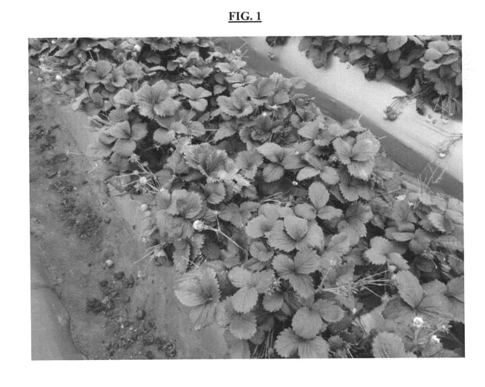 Figure 1 of US plant patent PP23290, the photograph of PS-1.125 printed in the patent.