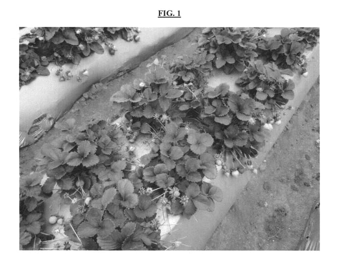 Figure 1 of US plant patent PP23291, the photograph of PS-3.108 printed in the patent.