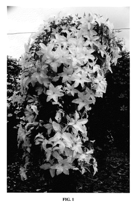 Figure 1 of US plant patent PP23292, the photograph of Beautiful Bride printed in the patent.