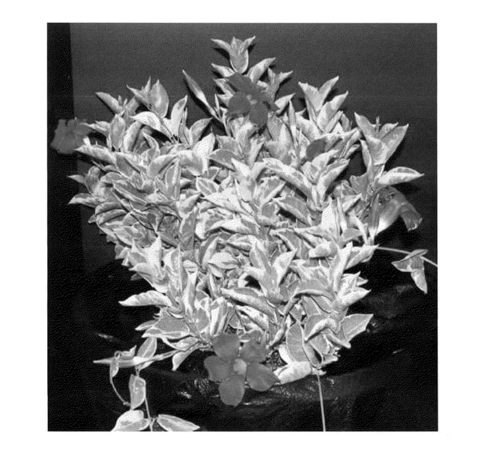 Figure 1 of US plant patent PP23293, the photograph of FGDIP1RV printed in the patent.