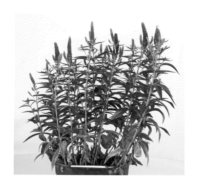 Figure 1 of US plant patent PP23294, the photograph of Alllord printed in the patent.