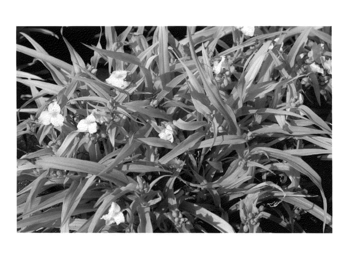 Figure 1 of US plant patent PP23295, the photograph of Angelic Charm printed in the patent.